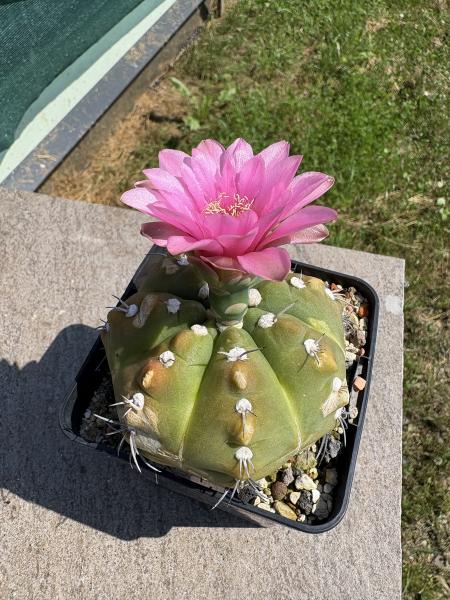 Gymnocalycium baldianum